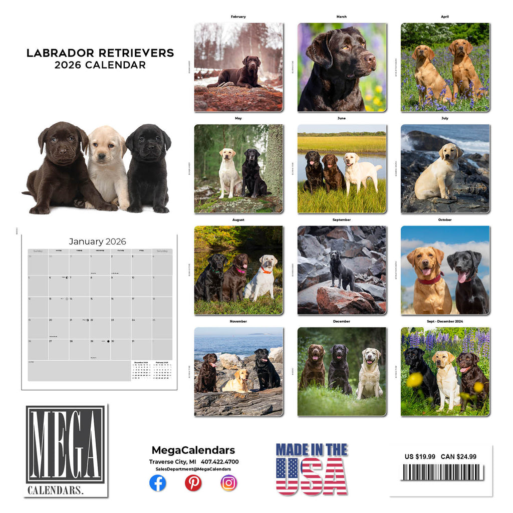 Labrador Ret (Mixed) Wall Calendar 2026
