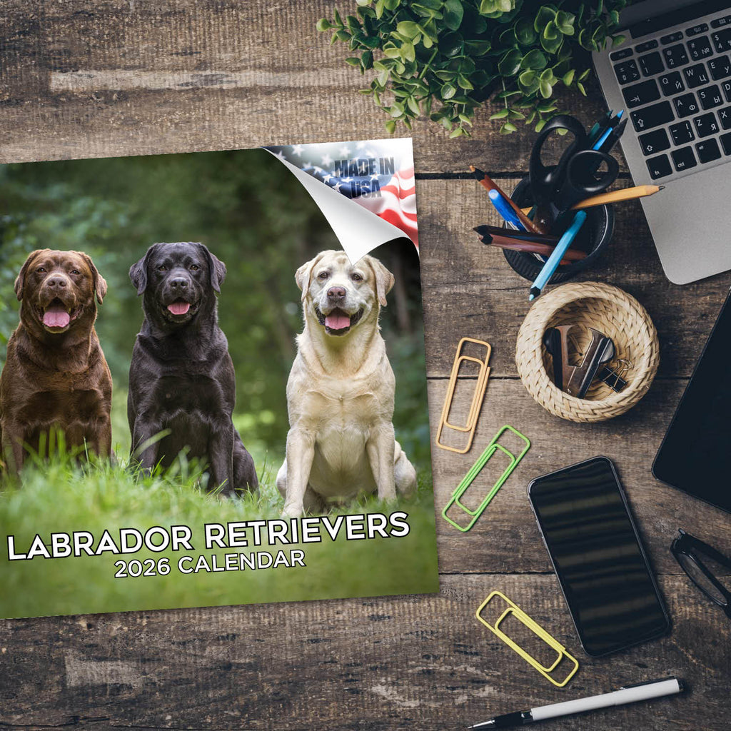 Labrador Ret (Mixed) Wall Calendar 2026