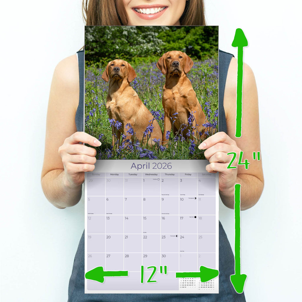 Labrador Ret (Mixed) Wall Calendar 2026