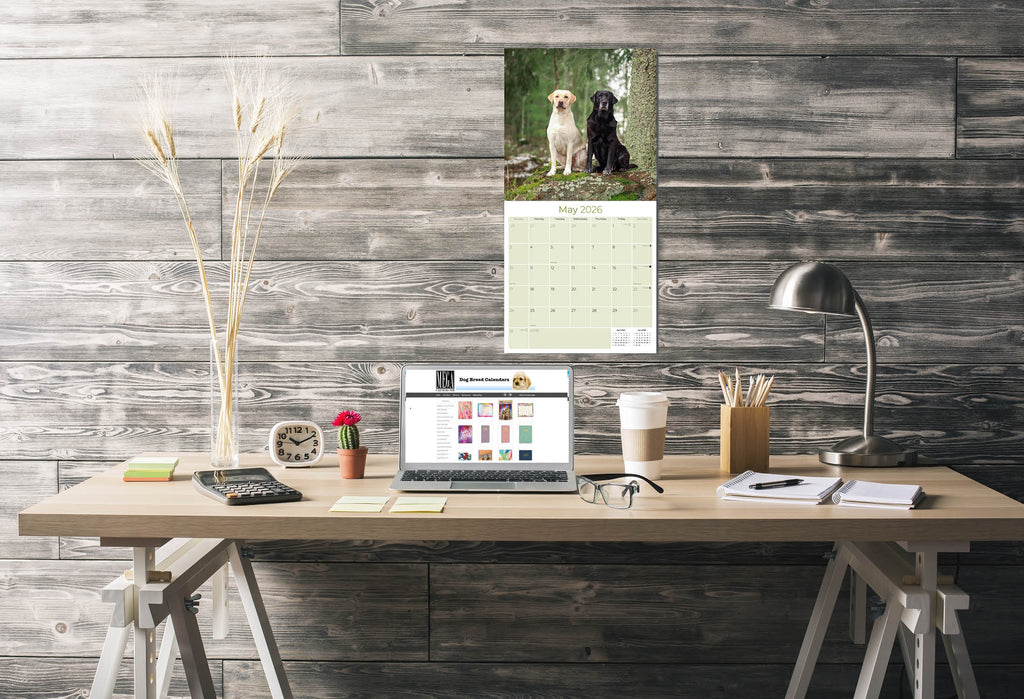 Labrador Ret (Mixed) Wall Calendar 2026