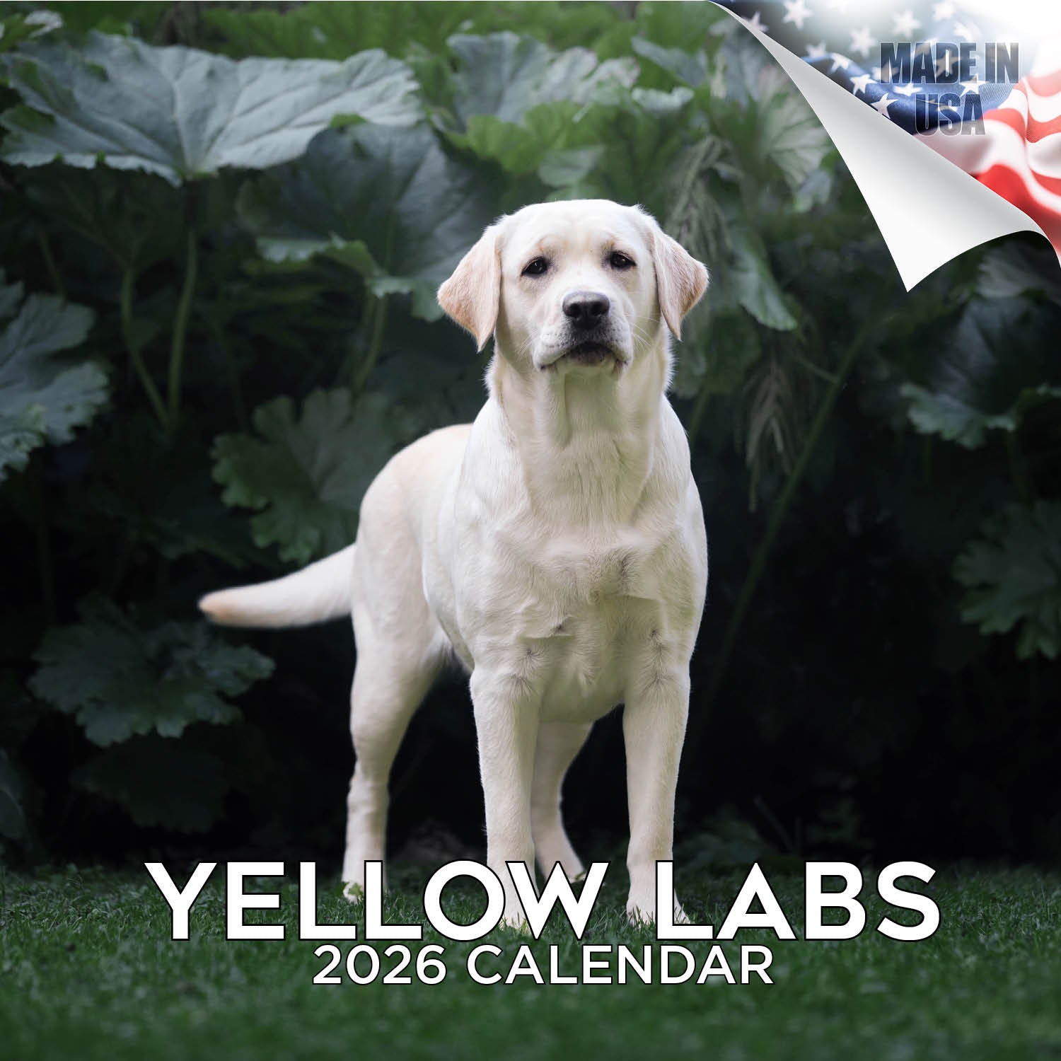 Labrador Ret (Yellow) Wall Calendar 2026