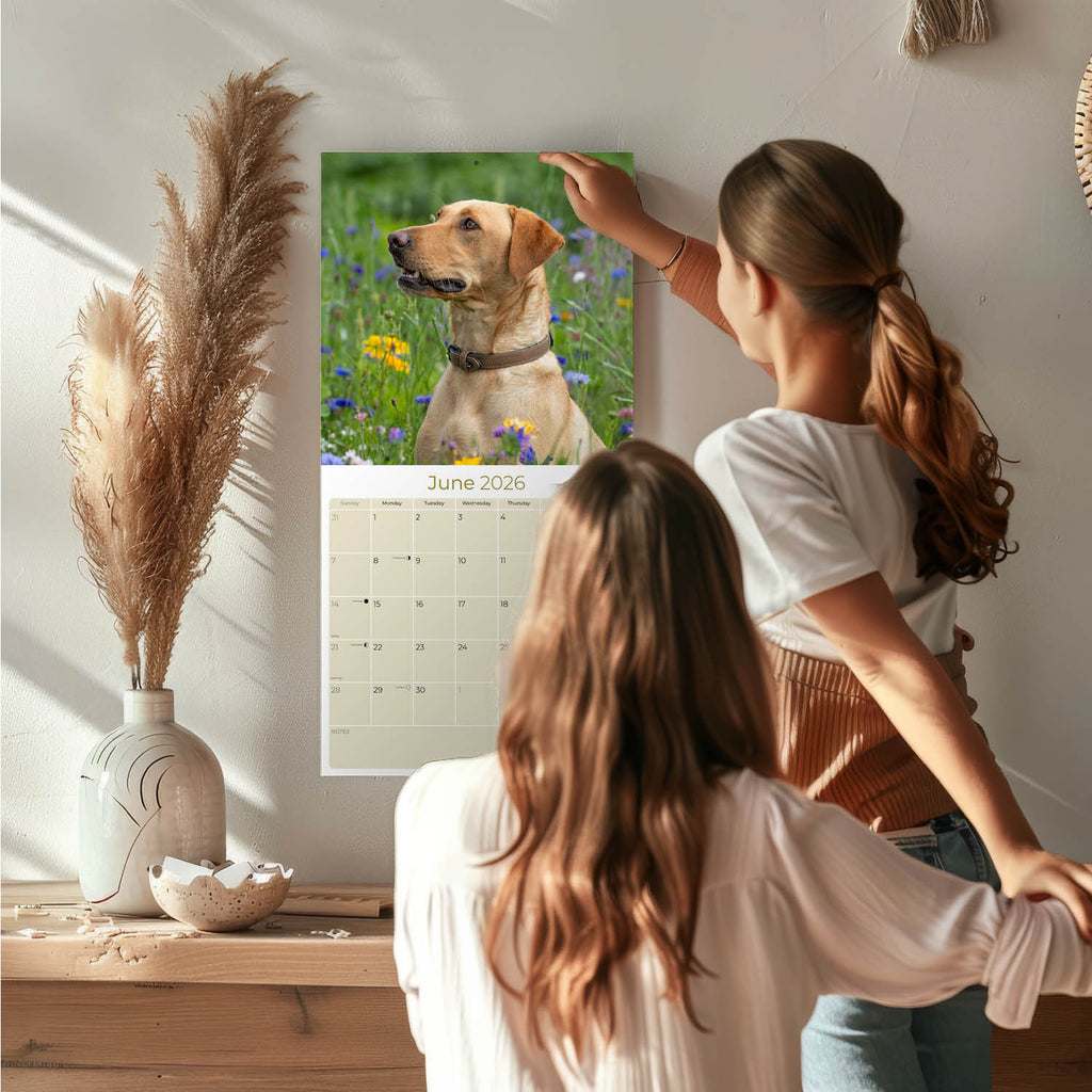 Labrador Ret (Yellow) Wall Calendar 2026