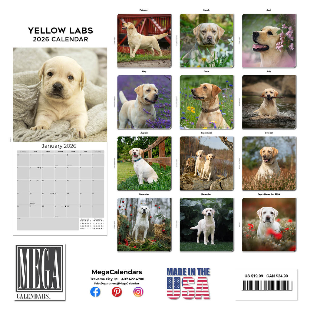 Labrador Ret (Yellow) Wall Calendar 2026