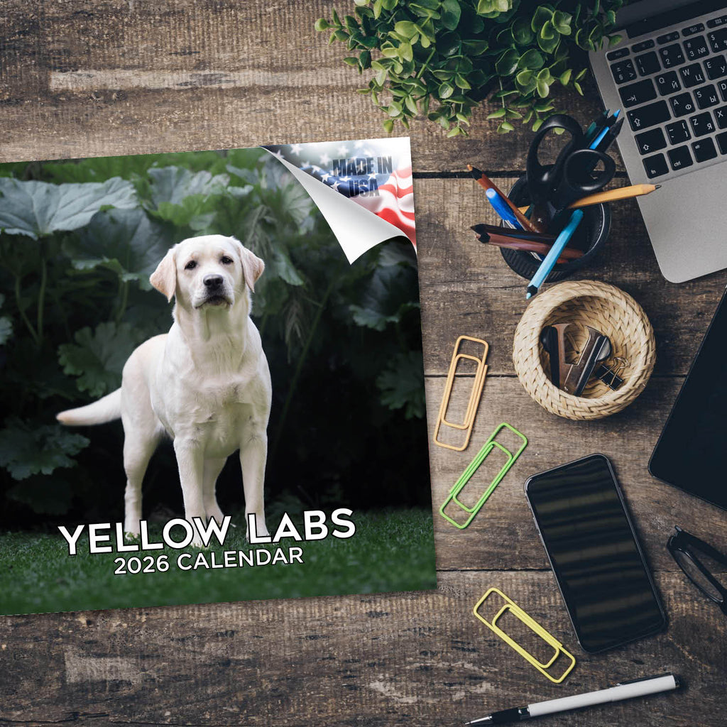 Labrador Ret (Yellow) Wall Calendar 2026