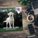 Labrador Ret (Yellow) Wall Calendar 2026