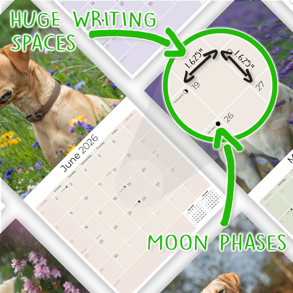 Labrador Ret (Yellow) Wall Calendar 2026