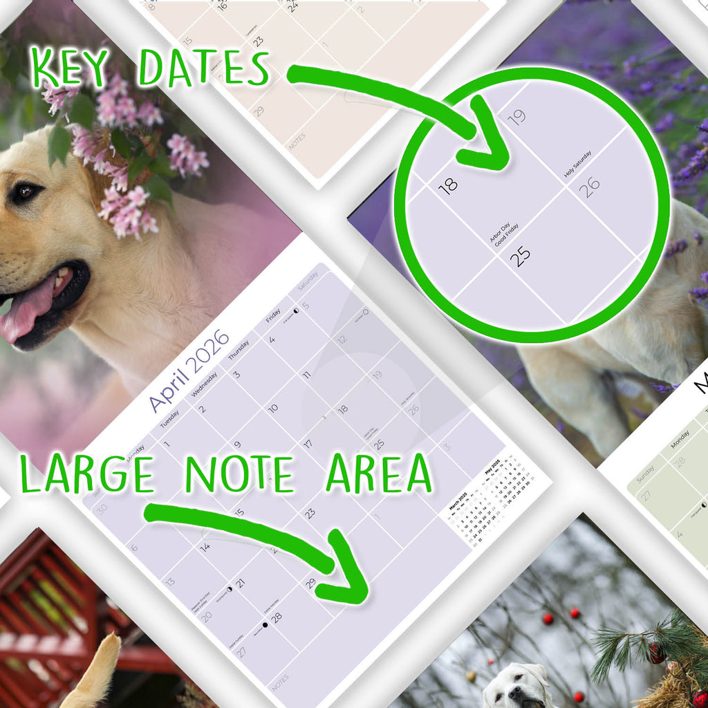 Labrador Ret (Yellow) Wall Calendar 2026