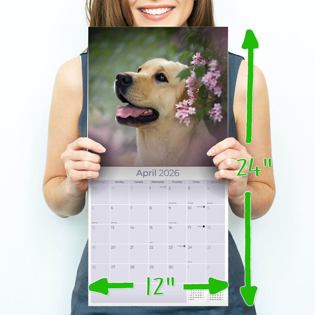 Labrador Ret (Yellow) Wall Calendar 2026