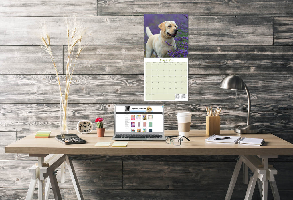 Labrador Ret (Yellow) Wall Calendar 2026
