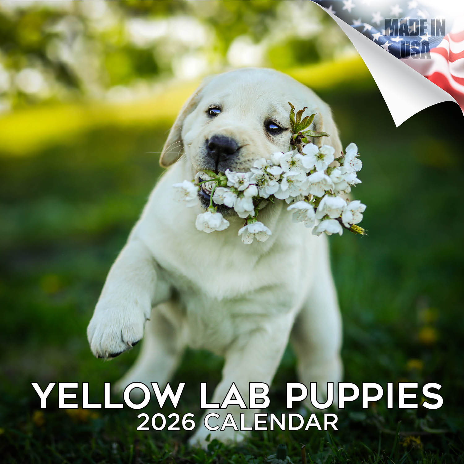 Yellow Labrador Puppies Wall Calendar 2026