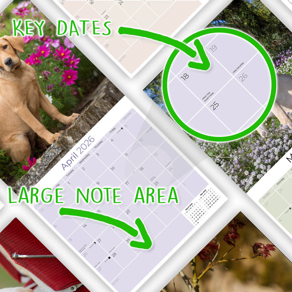 Yellow Labrador Puppies Wall Calendar 2026