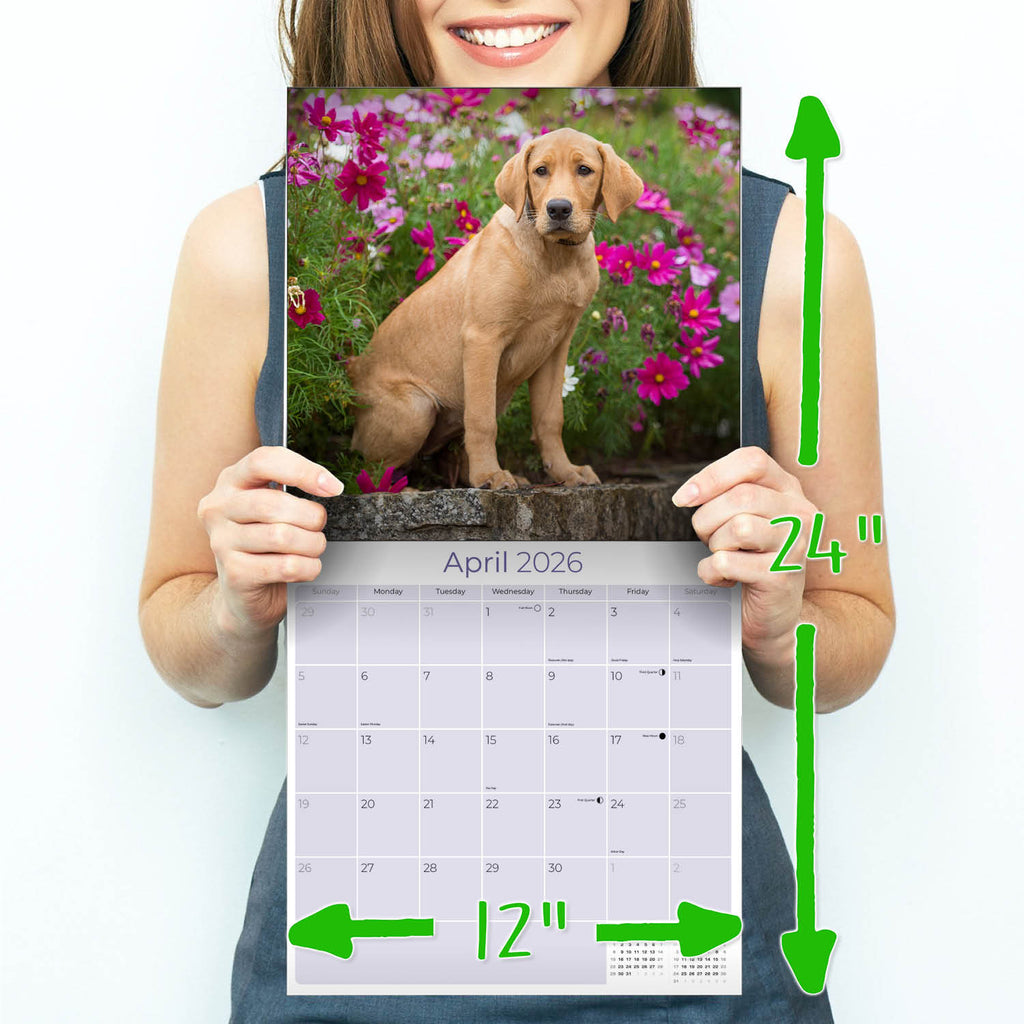 Yellow Labrador Puppies Wall Calendar 2026
