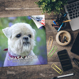 Lhasa Apso Wall Calendar 2026