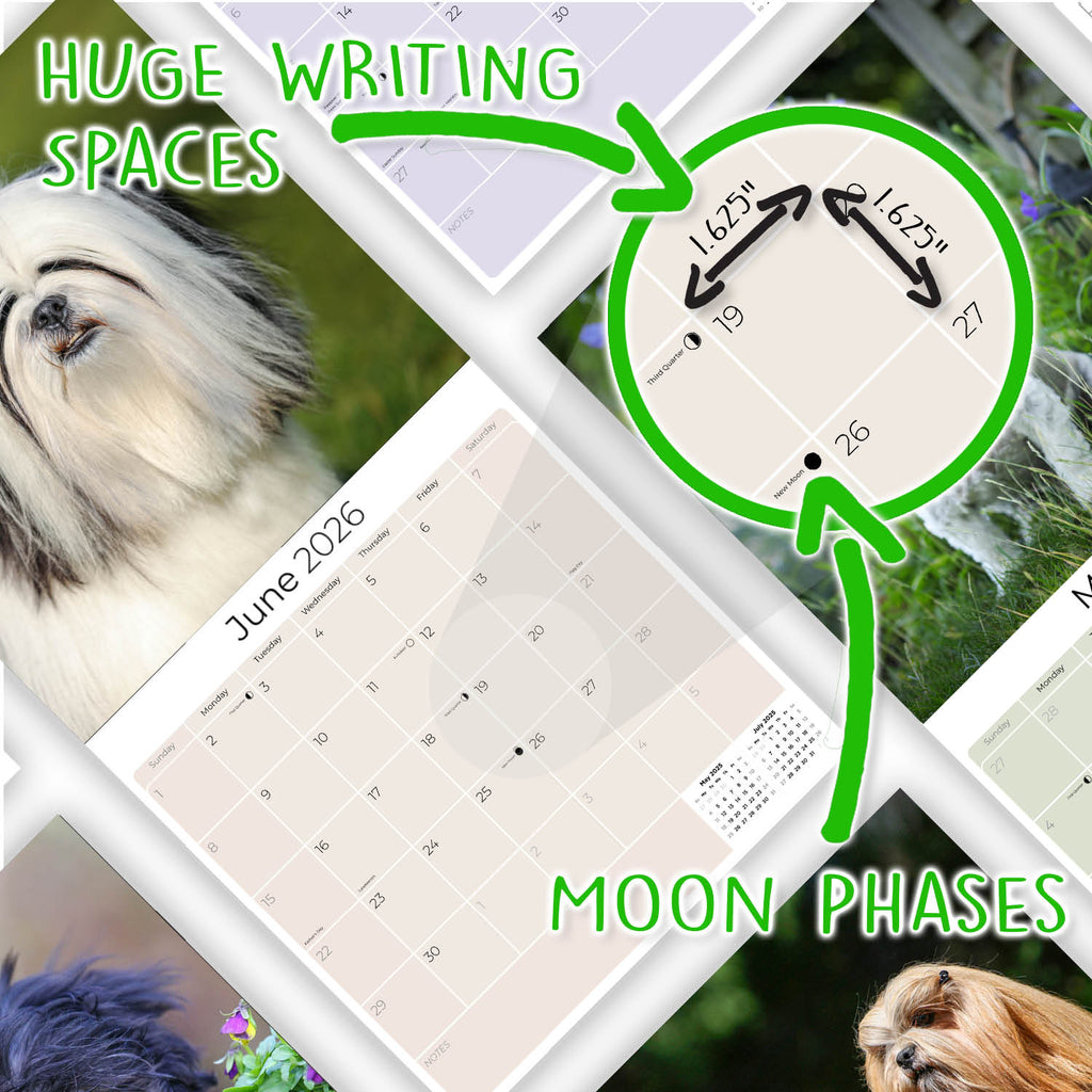Lhasa Apso Wall Calendar 2026