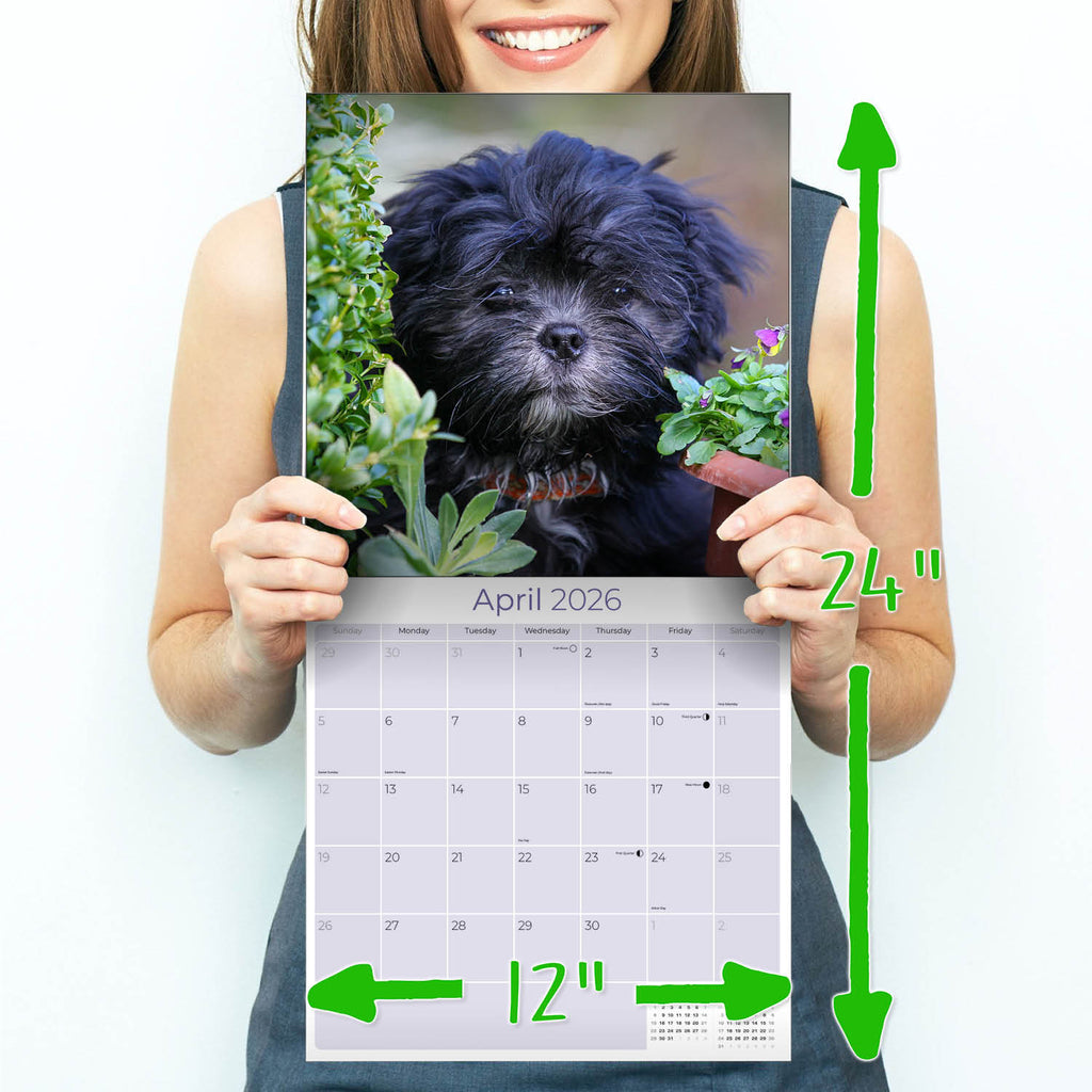 Lhasa Apso Wall Calendar 2026