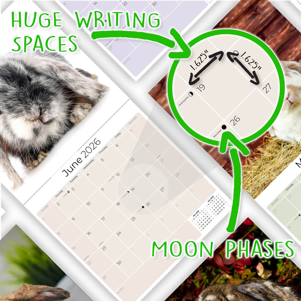 Lop Eared Rabbit Wall Calendar 2026