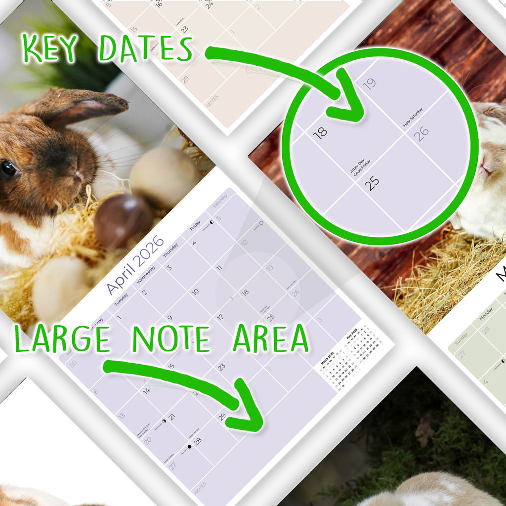 Lop Eared Rabbit Wall Calendar 2026