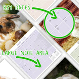 Lop Eared Rabbit Wall Calendar 2026
