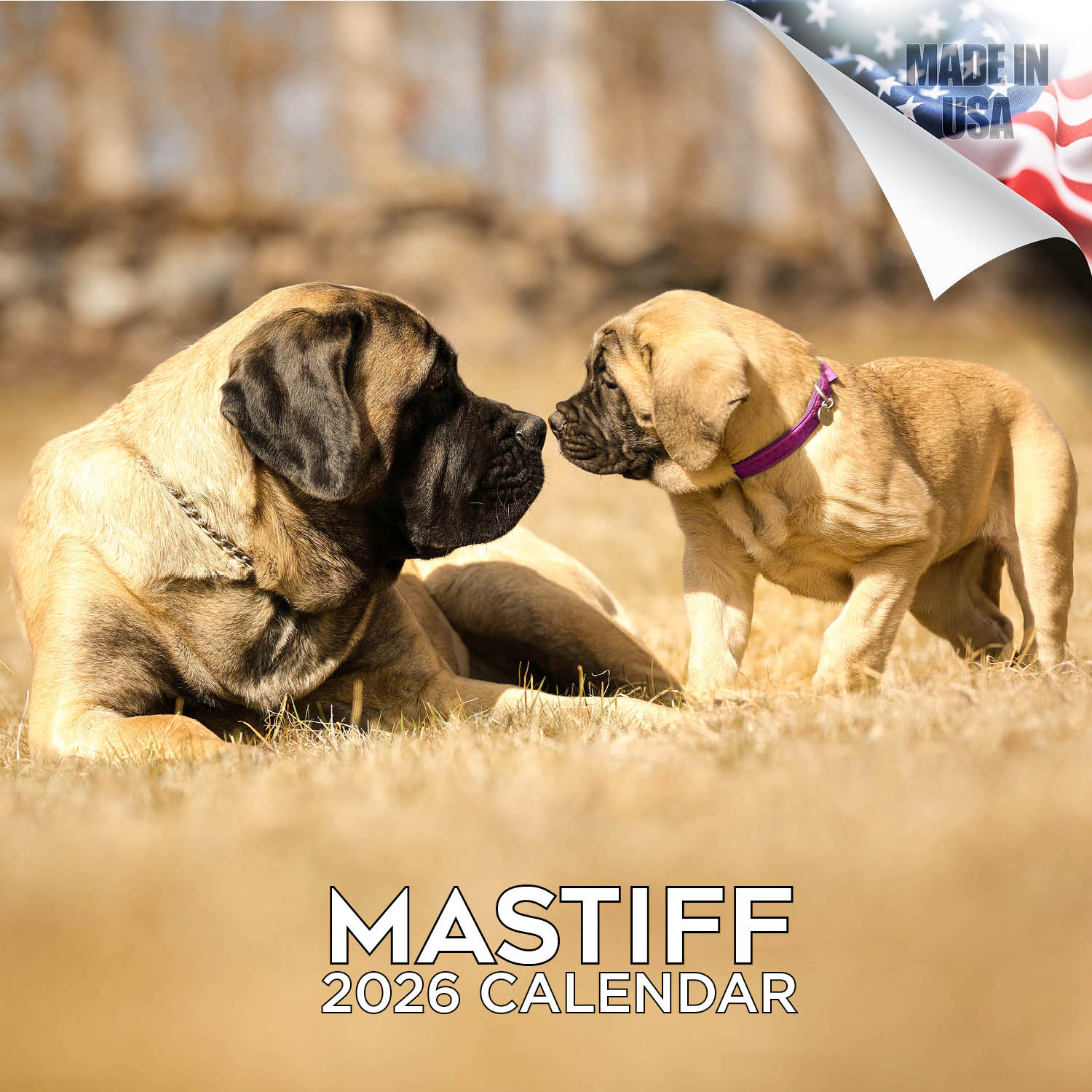 Mastiff Wall Calendar 2026