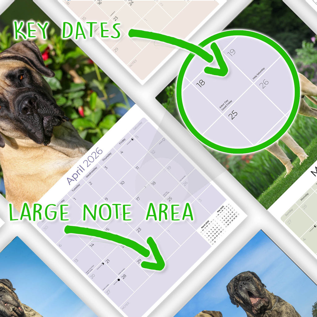 Mastiff Wall Calendar 2026