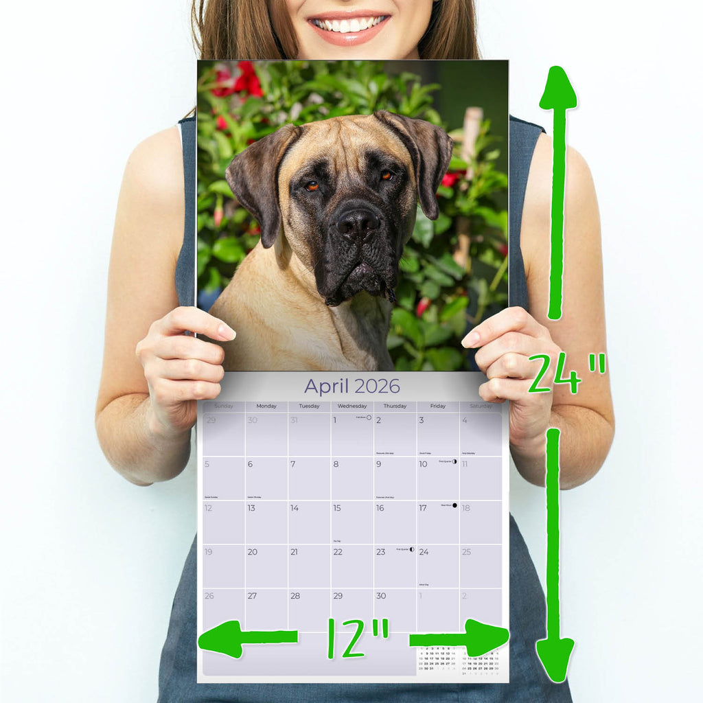 Mastiff Wall Calendar 2026