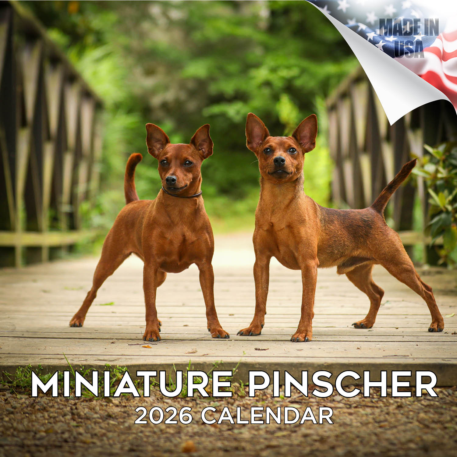 Miniature Pinscher Wall Calendar 2026