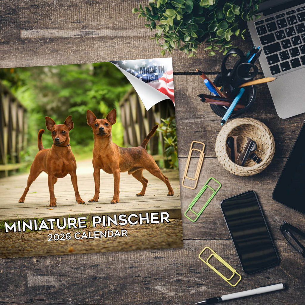 Miniature Pinscher Wall Calendar 2026