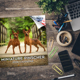 Miniature Pinscher Wall Calendar 2026