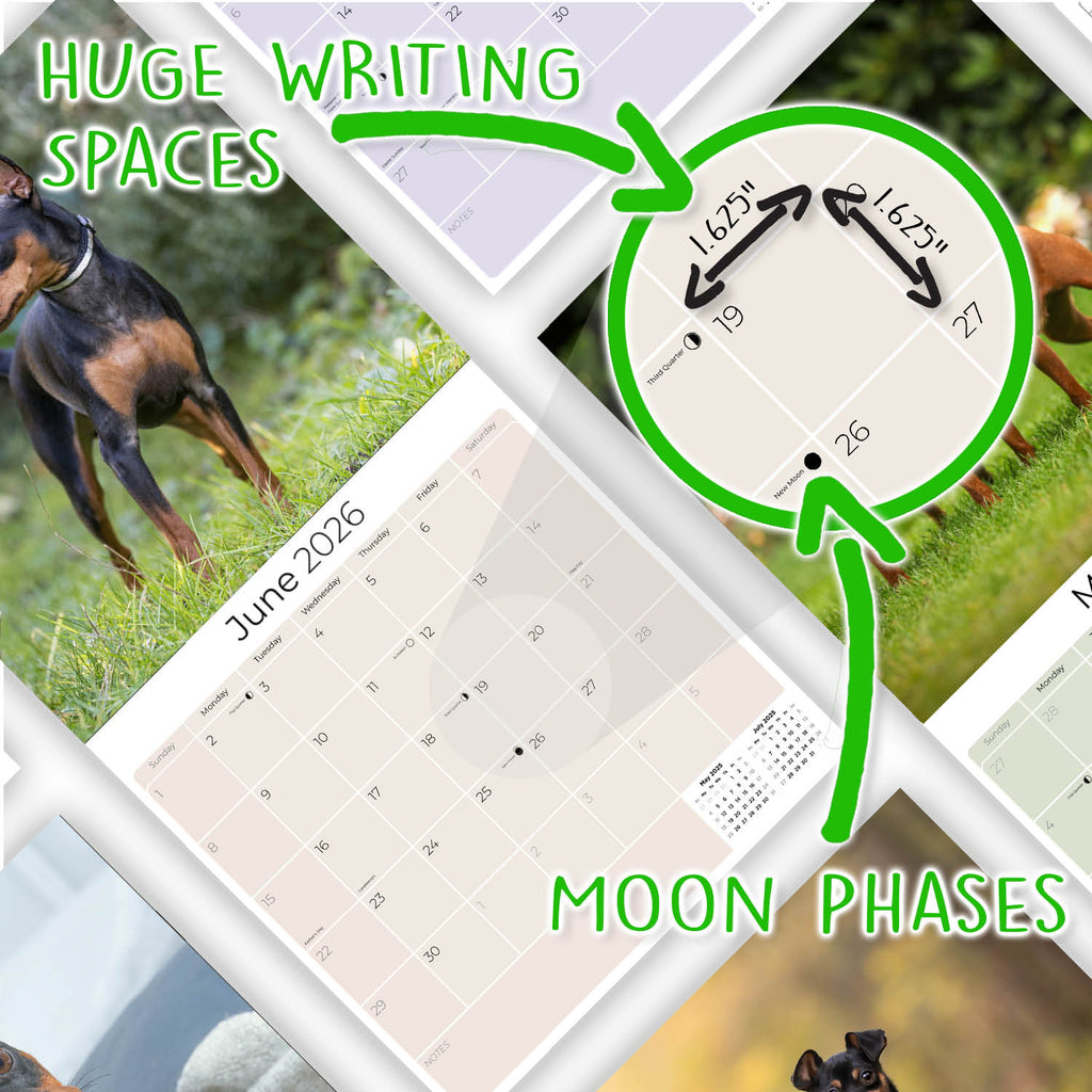 Miniature Pinscher Wall Calendar 2026