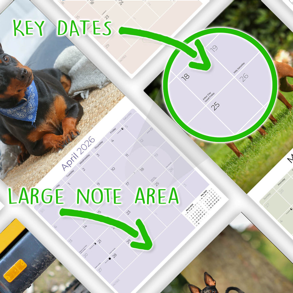 Miniature Pinscher Wall Calendar 2026