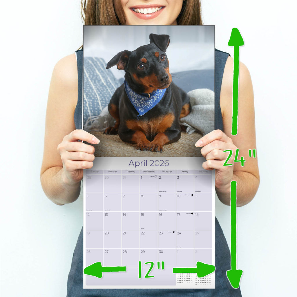 Miniature Pinscher Wall Calendar 2026