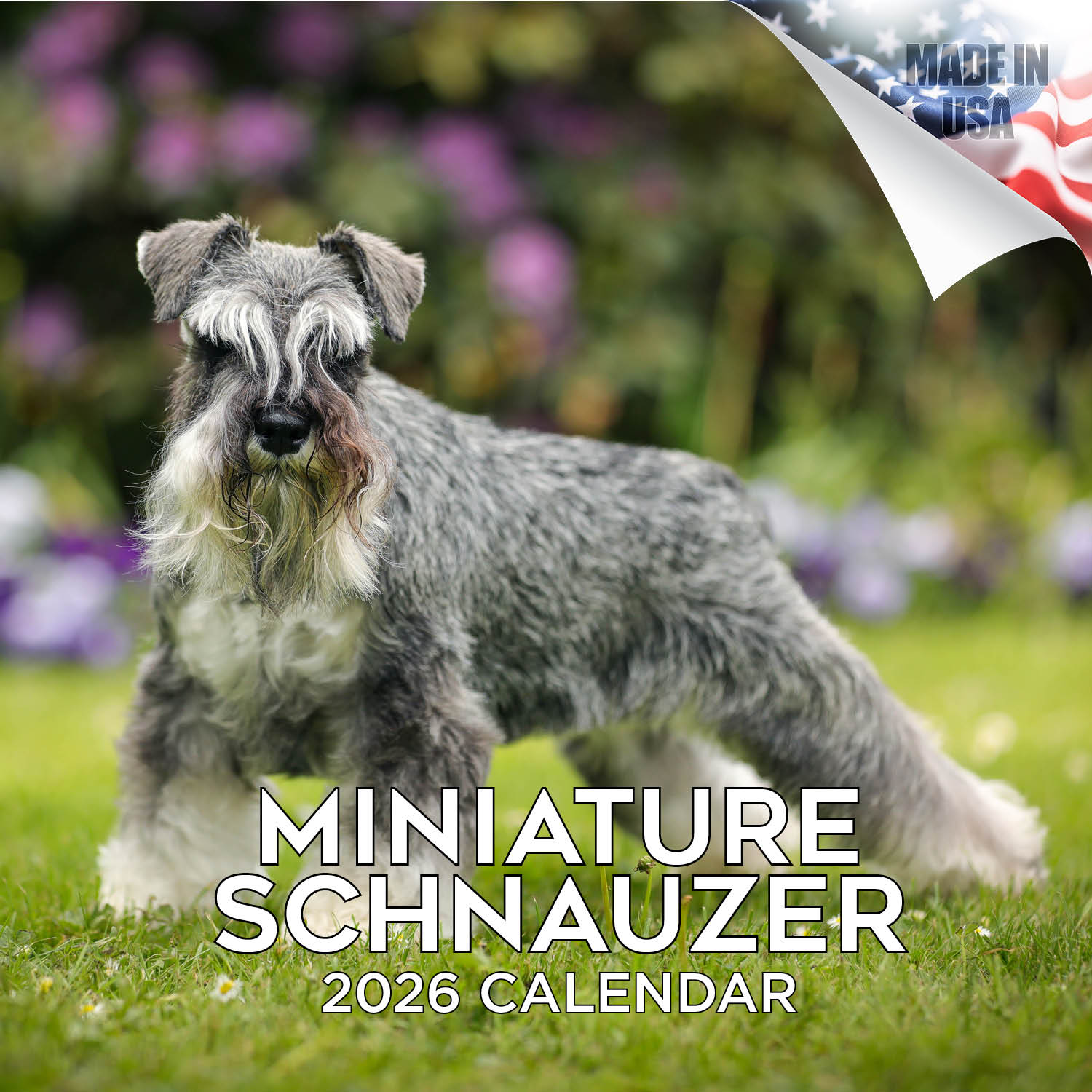 Schnauzer Miniature Wall Calendar 2026