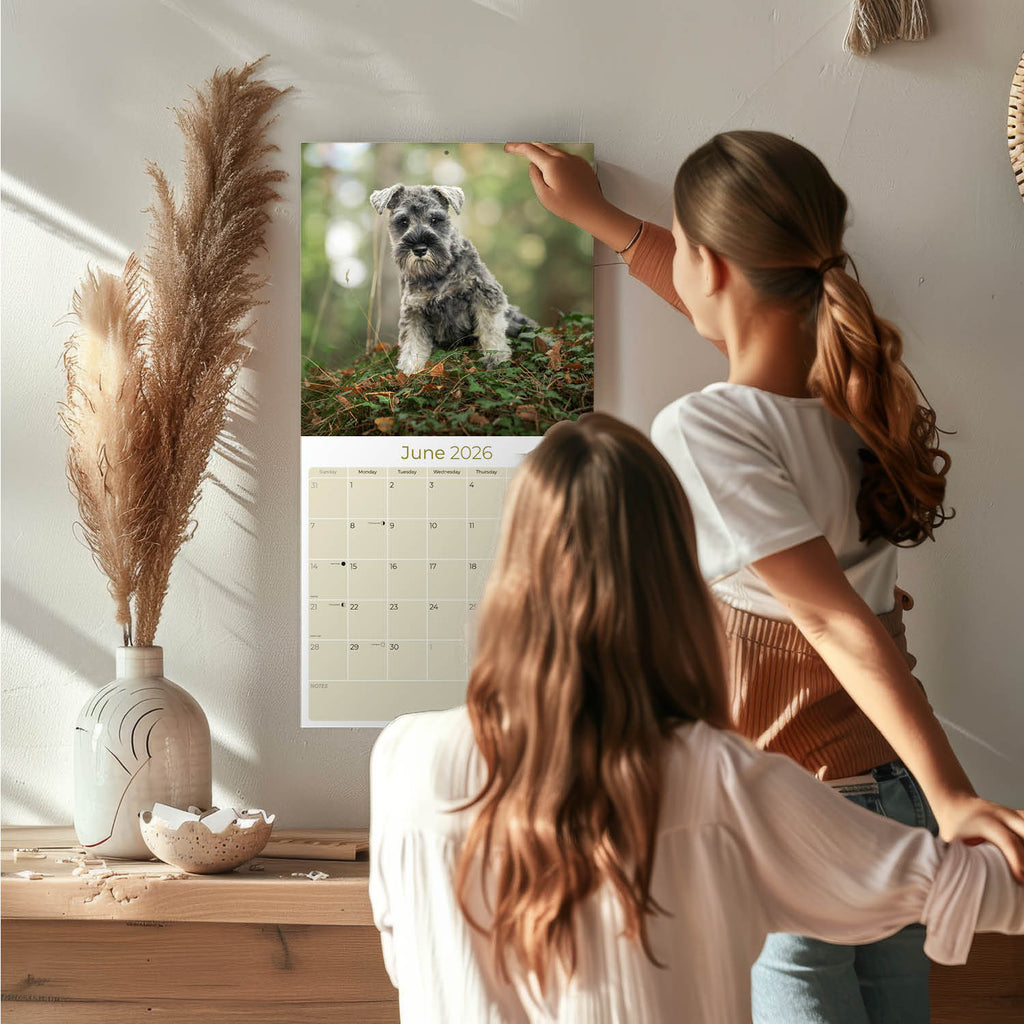 Schnauzer Miniature Wall Calendar 2026