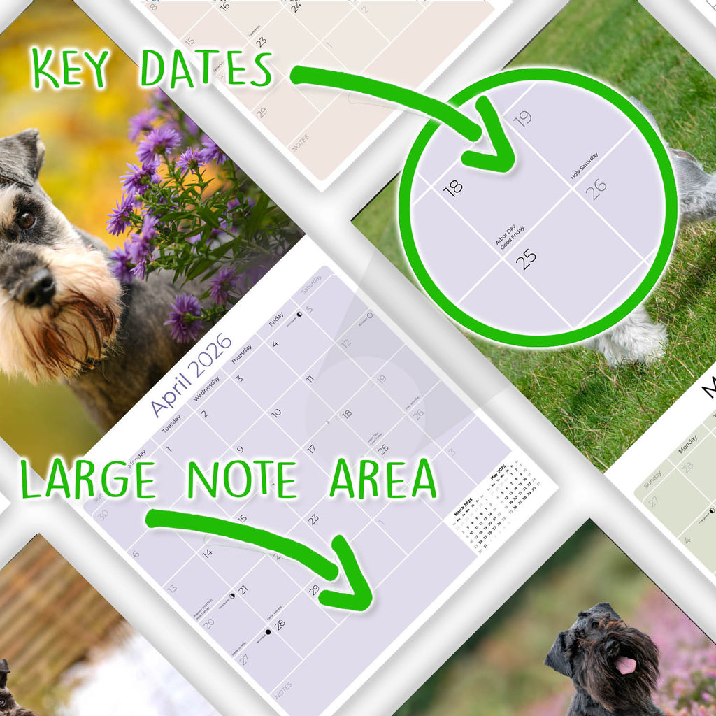Schnauzer Miniature Wall Calendar 2026