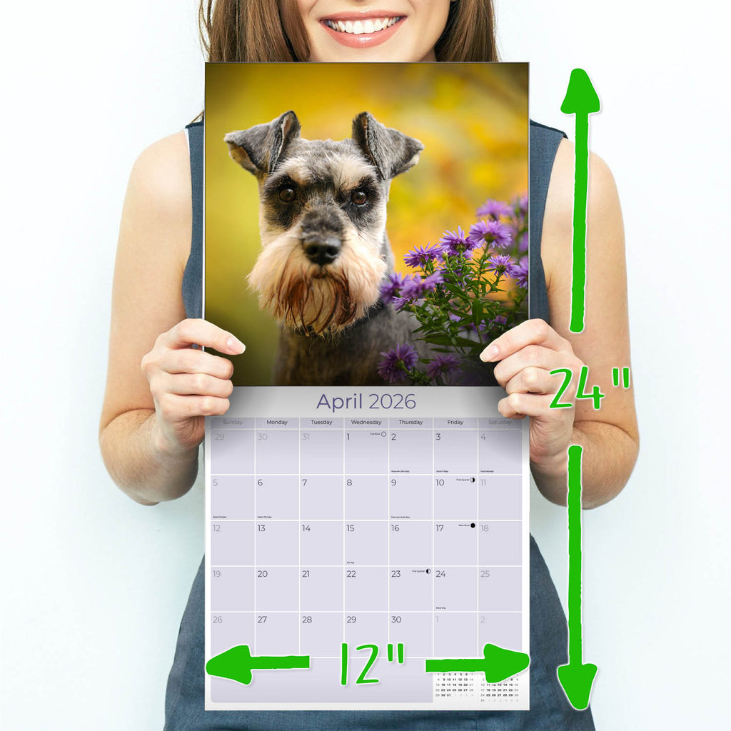 Schnauzer Miniature Wall Calendar 2026