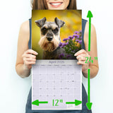 Schnauzer Miniature Wall Calendar 2026