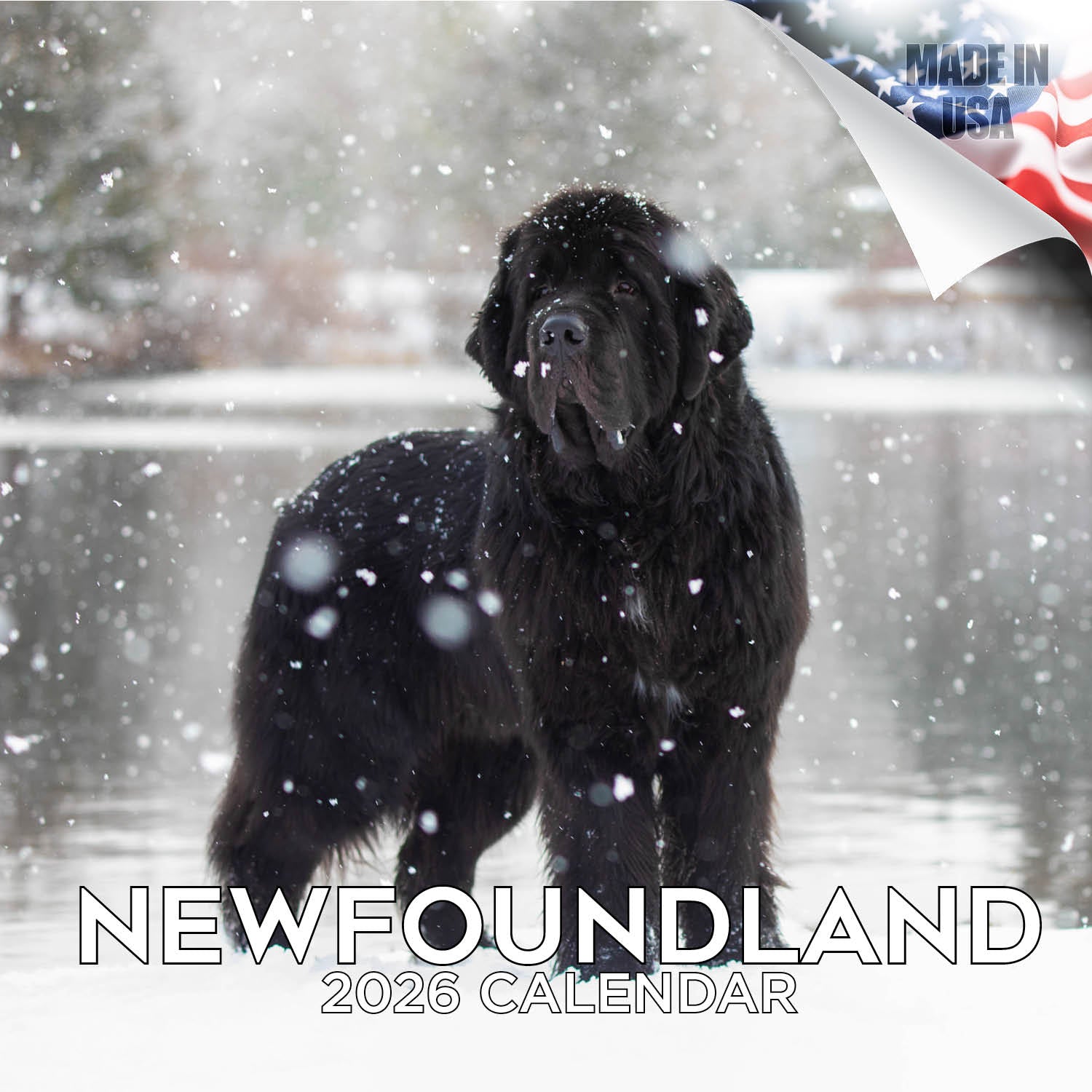 Newfoundland Wall Calendar 2026