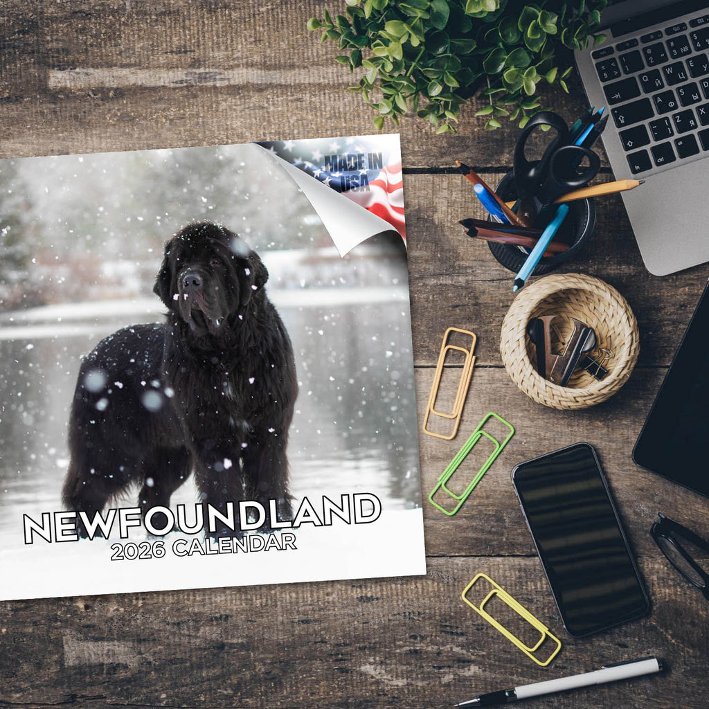 Newfoundland Wall Calendar 2026
