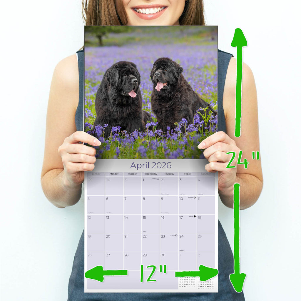 Newfoundland Wall Calendar 2026
