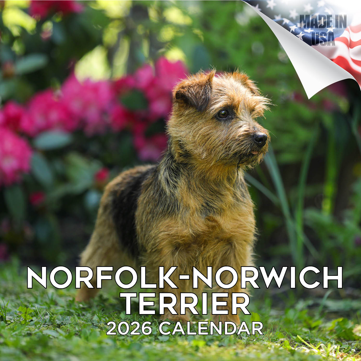 Norwich/Norfolk Terrier Wall Calendar 2026
