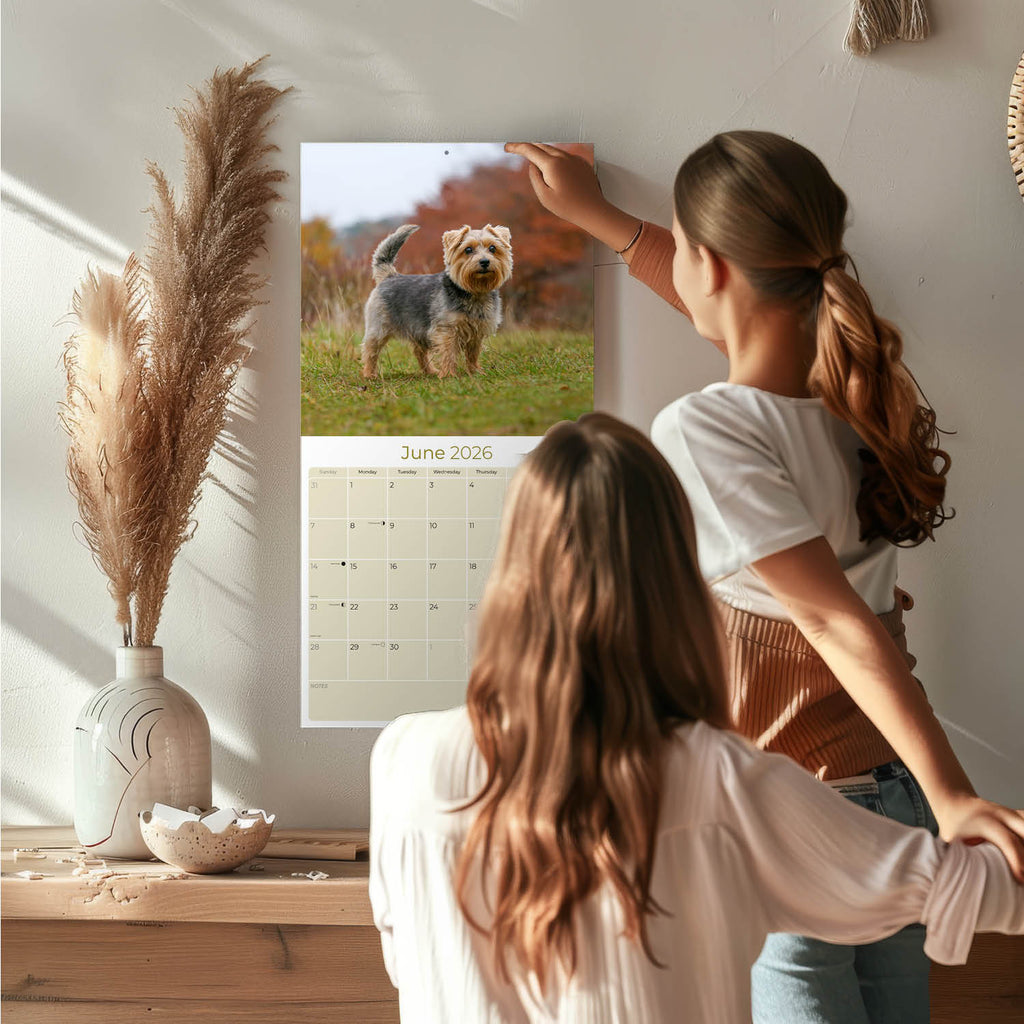 Norwich/Norfolk Terrier Wall Calendar 2026