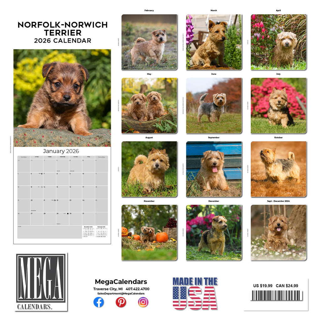 Norwich/Norfolk Terrier Wall Calendar 2026