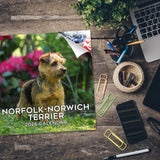 Norwich/Norfolk Terrier Wall Calendar 2026