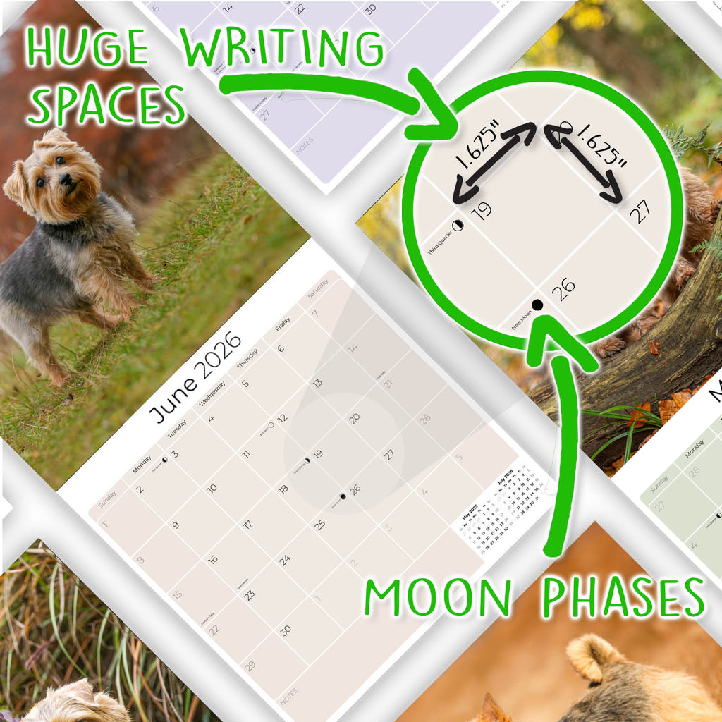 Norwich/Norfolk Terrier Wall Calendar 2026