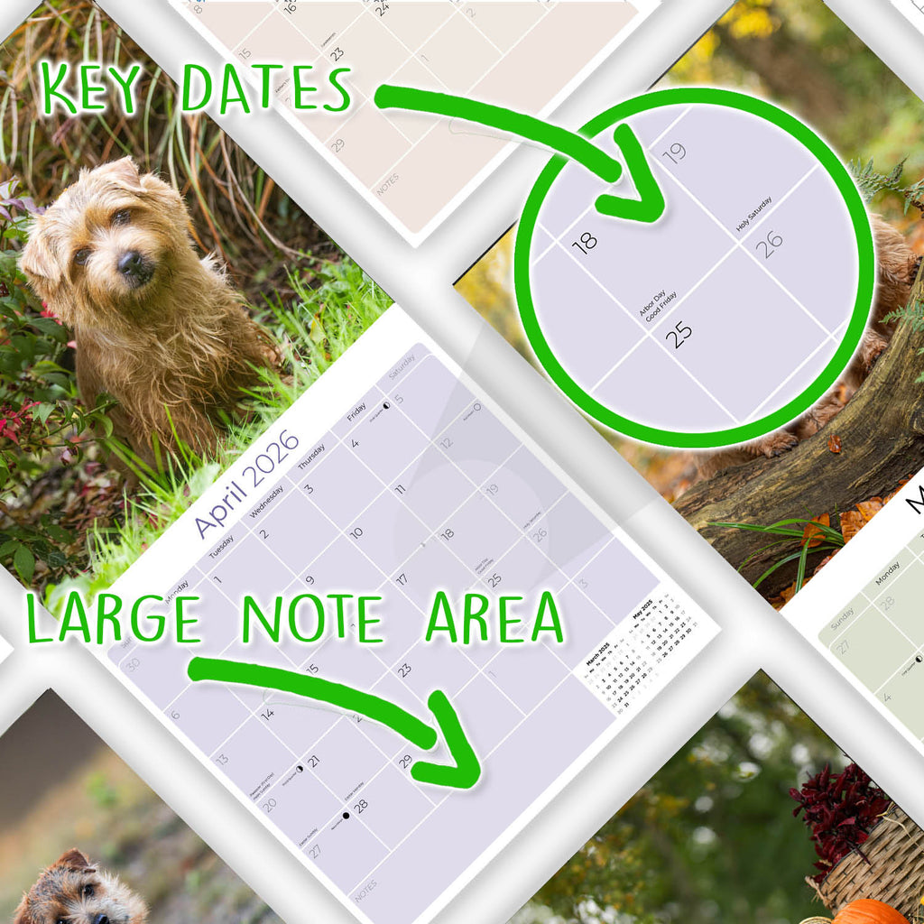 Norwich/Norfolk Terrier Wall Calendar 2026