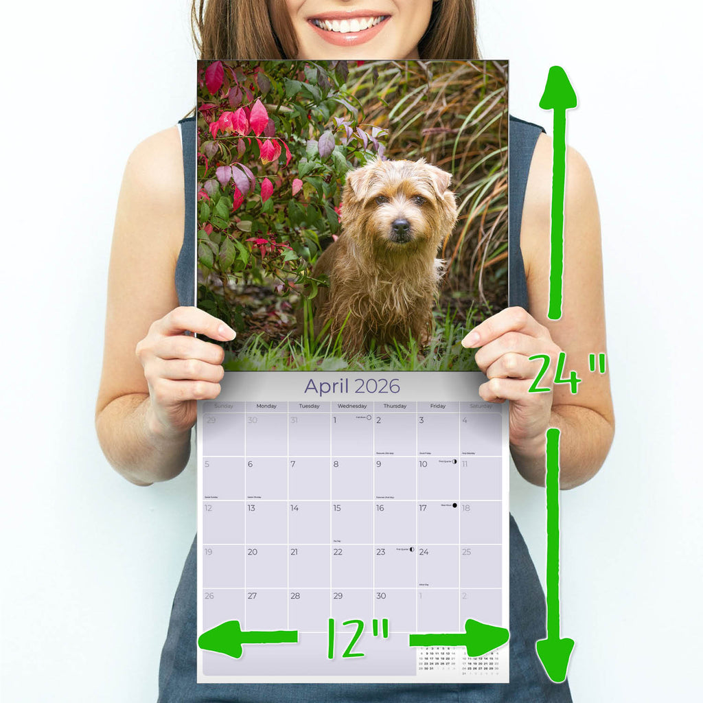Norwich/Norfolk Terrier Wall Calendar 2026