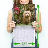 Norwich/Norfolk Terrier Wall Calendar 2026