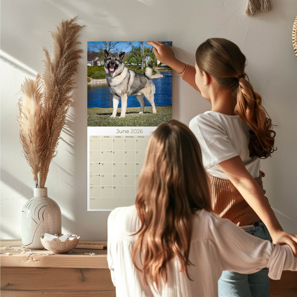 Norwegian Elkhound Wall Calendar 2026