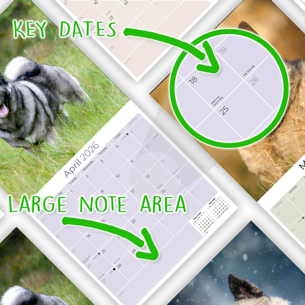 Norwegian Elkhound Wall Calendar 2026