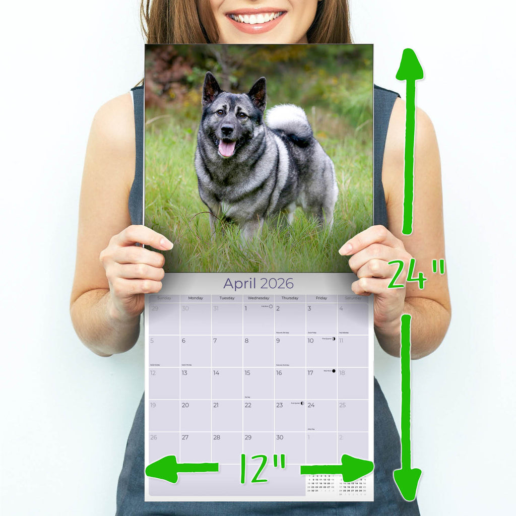 Norwegian Elkhound Wall Calendar 2026